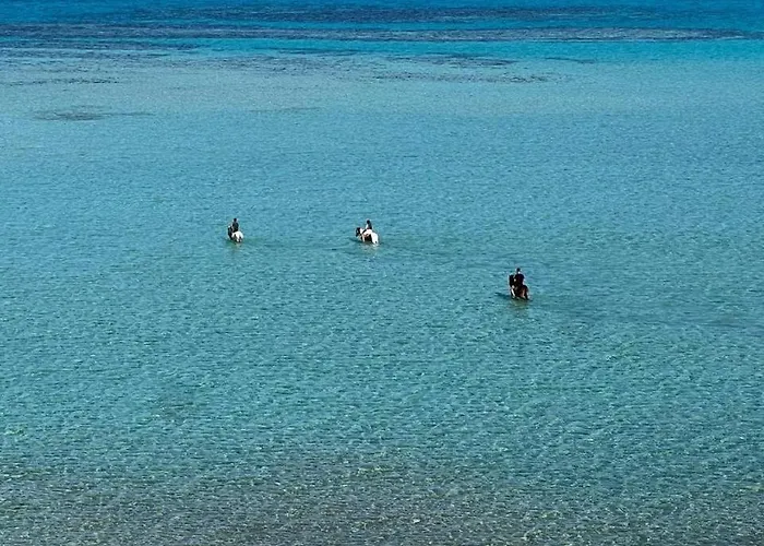 فيلة Shams El Bahr *